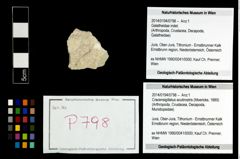 Foto (Objekt + Etikett) von Cracensigillatus acutirostris (Moericke, 1889)  (NHMW-GEO-2014-0194-0798)